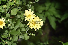 花,黃色,菊花