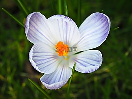 藏紅花,春天,花