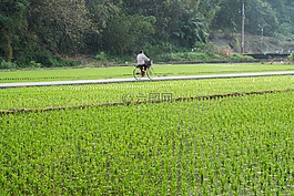 自行車,原野,水稻
