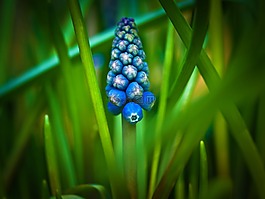 muscari,风信子,春天