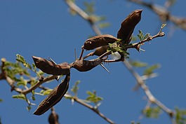 huizache,荊棘,性質(zhì)