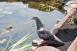 鴿子,鳥,水