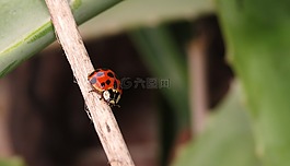 昆蟲,瓢蟲科,甲殼蟲