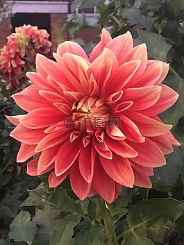 鮮花,美麗,春