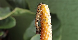 性質(zhì),戶外活動,卡特彼勒