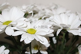 菊花,白,白菊花