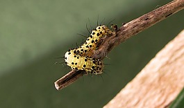 昆蟲(chóng),性質(zhì),野生動(dòng)物
