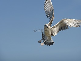 海鷗,鳥,飛行