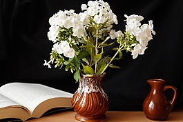 性質(zhì),植物,鮮花