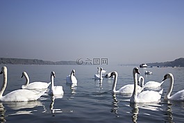 天鵝,河,水
