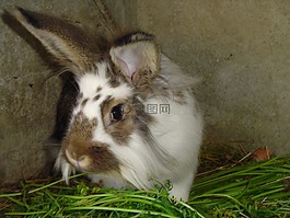 兔,動物,草