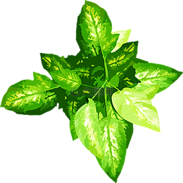 植物,綠色,葉