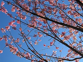 春,櫻花,大自然