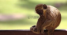 猴子,動物,哺乳動物