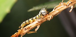 昆蟲(chóng),野生動(dòng)物,動(dòng)物界