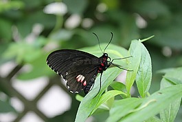 蝴蝶,美麗,甲蟲(chóng)，昆蟲(chóng)