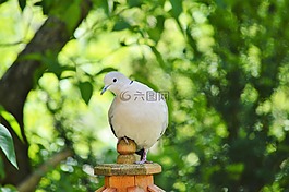 鴿子,鳥,羽毛