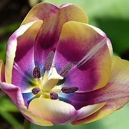 郁金香,開花,花