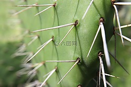 烤串,綠色,植物