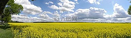 油菜籽場,春天,全景