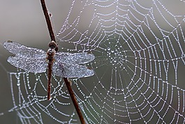 蜻蜓,露水,蜘蛛网