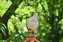 鴿子,鳥(niǎo),羽毛
