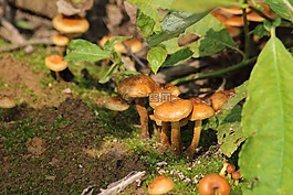 蘑菇,性質(zhì),食品