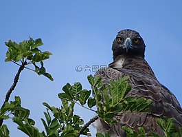 武術的鷹,阿德勒,鳥