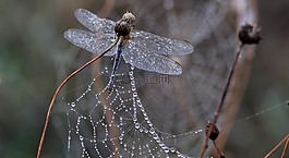 蜻蜓,露水,蜘蛛網