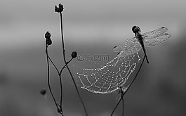 蜻蜓,露水,蜘蛛網
