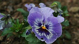 潘茜,背景,開(kāi)花