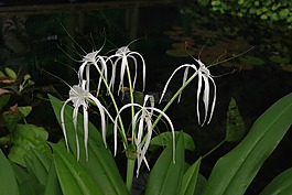 花,花園,白