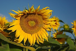 花,黄,向日葵