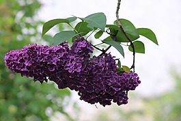 丁香,鮮花,春天