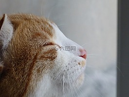 貓,禪宗,配置文件