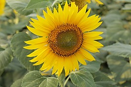 向日葵,關閉suflower,自然