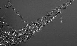 蜘蛛網(wǎng),滴,露水