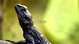 蜥蜴,規(guī)模,爬行動(dòng)物