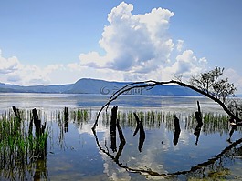 水,倒影,树