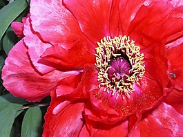 花,牡丹,關(guān)閉