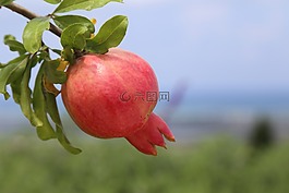 石榴,roshhashana,水果