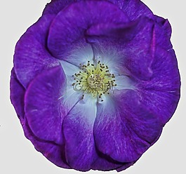花,特寫(xiě),紫色