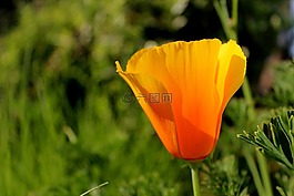 花,自然,黃色