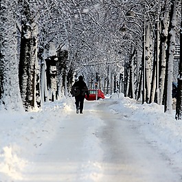 雪,街,樹