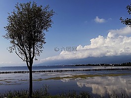 水,倒影,树