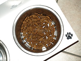 碗,狗碗,狗食