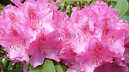 杜鵑,性質(zhì),鮮花