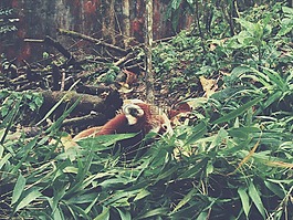 動(dòng)物,植物,葉子