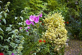 花,植物,花園
