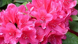 杜鵑,性質(zhì),鮮花